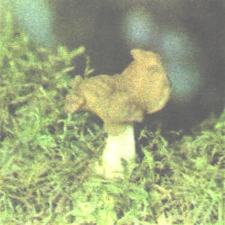 Rudeninis bobausis Rudeninis bobausis