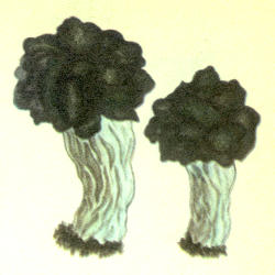 Urvuotasis bobausis Urvuotasis bobausis