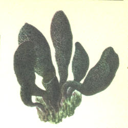 Kislusis elniagrybis Kislusis elniagrybis