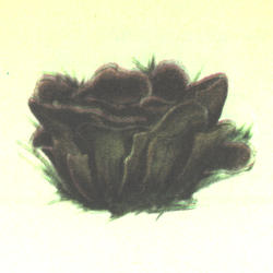 Žeminis karpininkas Žeminis karpininkas