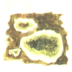 Gurusis rūsiagrybis Gurusis rūsiagrybis