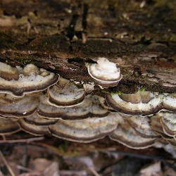 Kamščiapintė apdegėlė Kamščiapintė apdegėlė