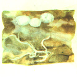 Trobinis žievenis Trobinis žievenis