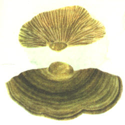 Beržinė lakštapintė Beržinė lakštapintė