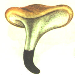 Kislioji skylėtbudė Kislioji skylėtbudė