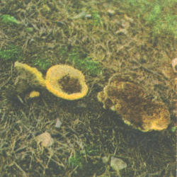 Šveinico rudapintė Šveinico rudapintė