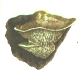 Ąžuolinis vinguris Ąžuolinis vinguris