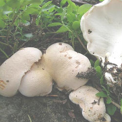 Suaugtinė dirvapintė