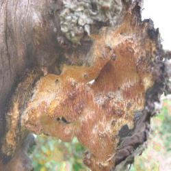 Obelinis minkštadyglis Obelinis minkštadyglis