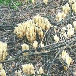 Invalo šakočius Invalo šakočius