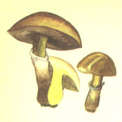 Pomaumedinis kazlėkas Pomaumedinis kazlėkas