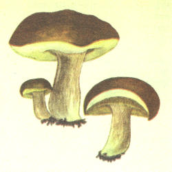 Rudakepuris baravykas Rudakepuris baravykas