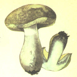 Šilbaravykis Šilbaravykis