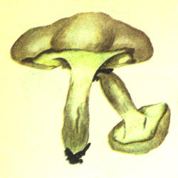 Paalksninis baravykas Paalksninis baravykas