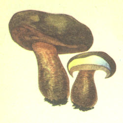 Perkūnbaravykis Perkūnbaravykis