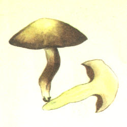 Kartusis kazlėkas Kartusis kazlėkas