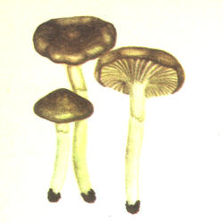 Šalninė guotė Šalninė guotė