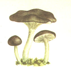 Juosvataškė guotė Juosvataškė guotė