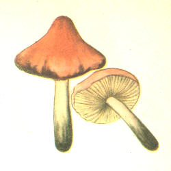 Kūginė guotenė Kūginė guotenė