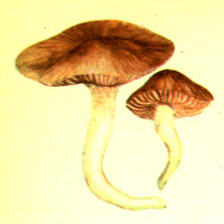 Miškinė guotė Miškinė guotė