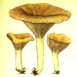 Dauburiuotoji tauriabudė