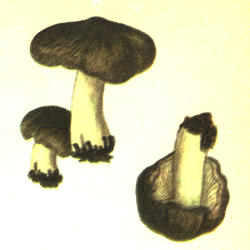 Juosvažalis baltikas Juosvažalis baltikas