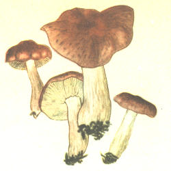 Geltonrudis baltikas