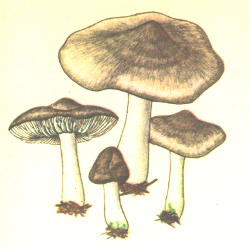 Raibasis baltikas Raibasis baltikas