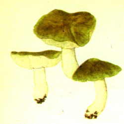 Žalsvagelsvis baltikas