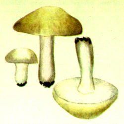 Pavasarinė balteklė Pavasarinė balteklė