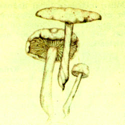 Dėmėtoji plempė Dėmėtoji plempė