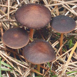 Pušininis tampriukas Pušininis tampriukas