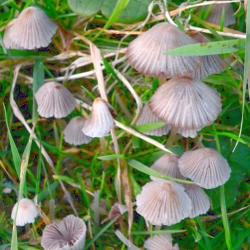 Baltasultis šalmutis Baltasultis šalmutis