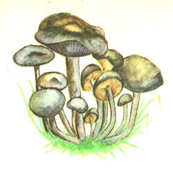 Dirvinė stirnabudė Dirvinė stirnabudė