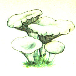 Vyšninis miltagrybis Vyšninis miltagrybis