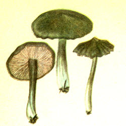 Pavasarinė gijabudė Pavasarinė gijabudė