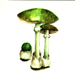 Žalsvoji musmirė Žalsvoji musmirė