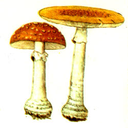 Paprastoji musmirė Paprastoji musmirė