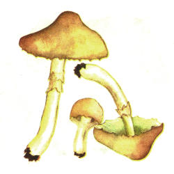 Rausvoji slidabudė Rausvoji slidabudė