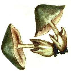 Juosvadryžė šydabudė Juosvadryžė šydabudė