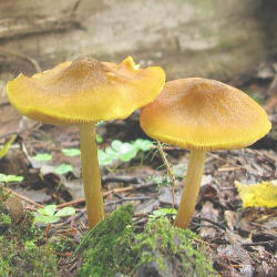 Geltonkepurė skydabudė