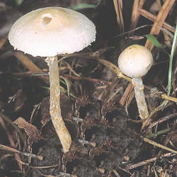 Balsvoji žvynabudė Balsvoji žvynabudė