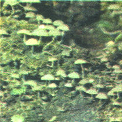 Išsėtinis mėšlagrybis Išsėtinis mėšlagrybis