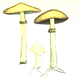 Ankstyvoji dirvabudė Ankstyvoji dirvabudė