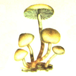 Švelnioji kelmabudė Švelnioji kelmabudė