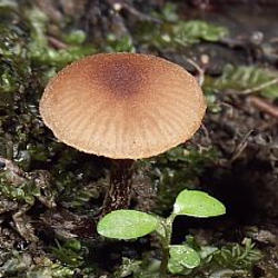 Rudoji alksniabudė Rudoji alksniabudė