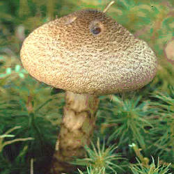 Žvynuotasis nuosėdis