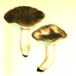 Kelė ūmėdė Kelė ūmėdė