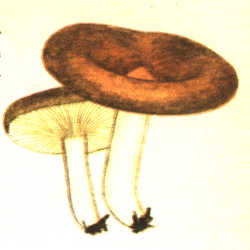 Rudasis piengrybis