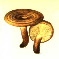 Piengrybis paąžuolis Piengrybis paąžuolis